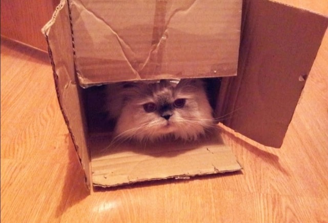 Котодом дом за лям