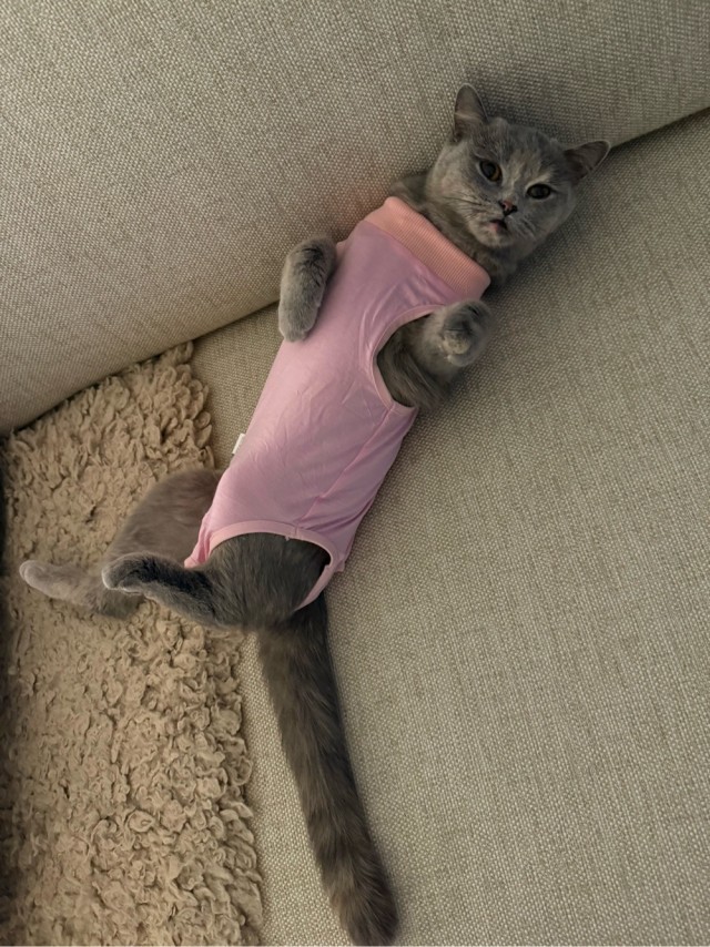 Вот и мой кот