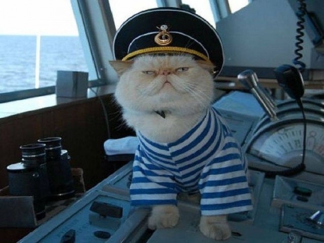 Зачем моряки держали кошек на кораблях — и это не про крыс