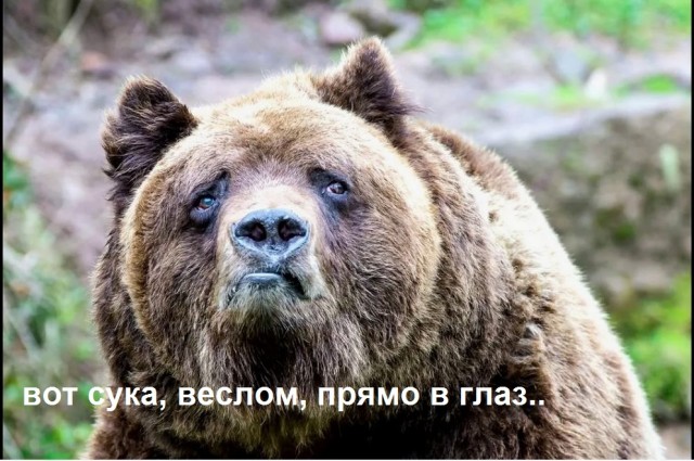 Каякер VS топтыгин