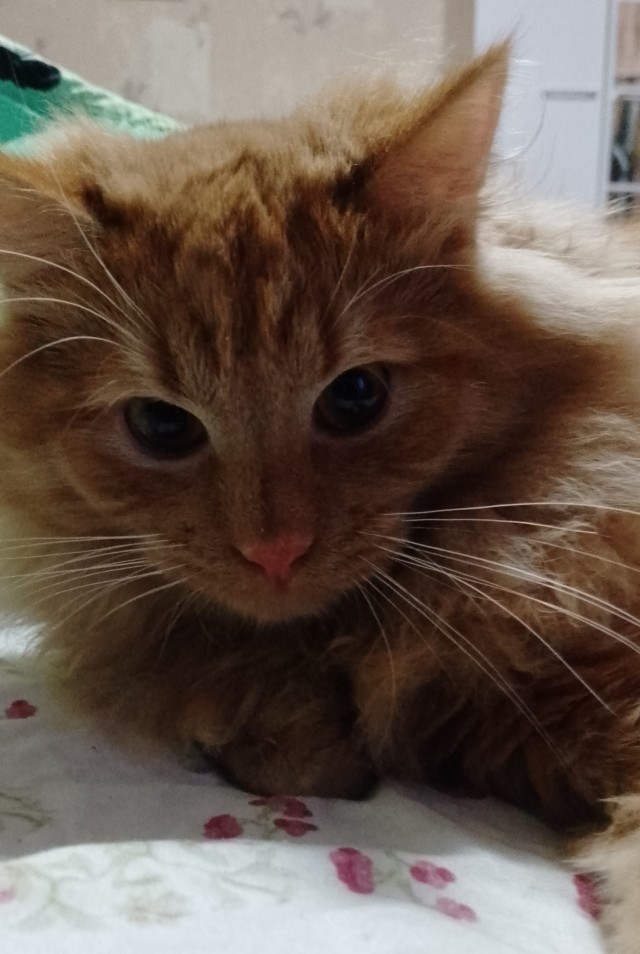Ф КотоФторник.