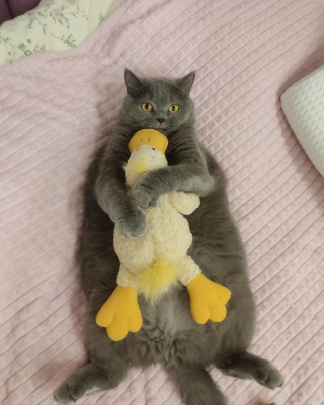 Плюшу плющит