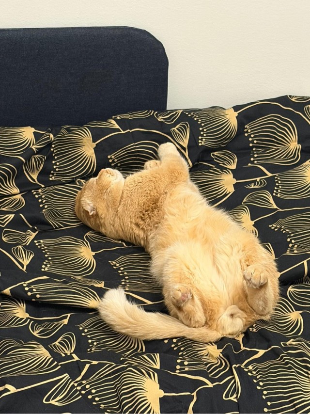 Снова наши коты