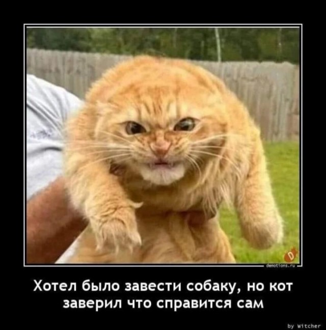 Главный на районе