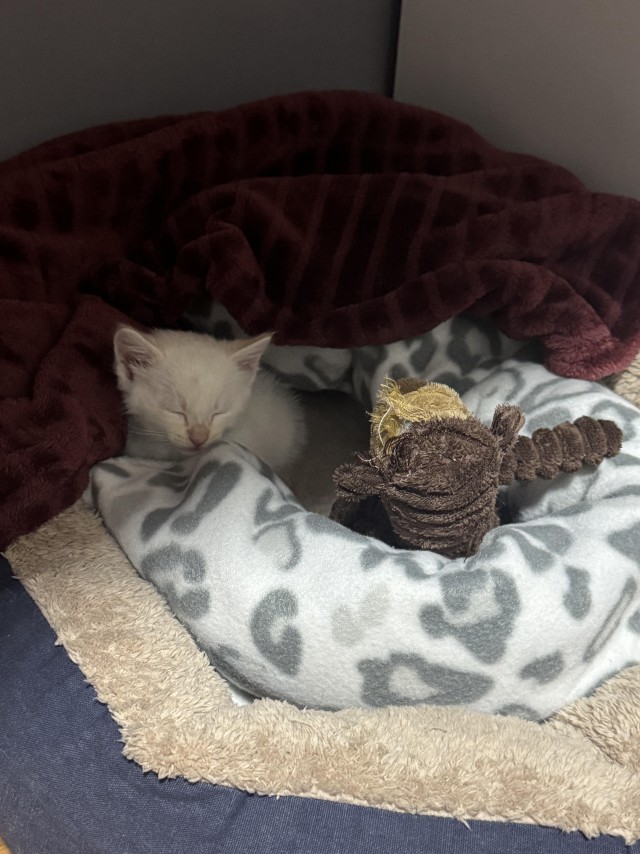 Мужчина нашёл котят на дороге