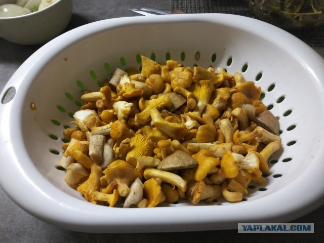 Пост про кота и лисички