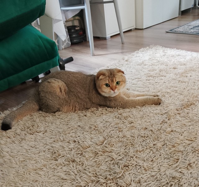 Очередной котовторник