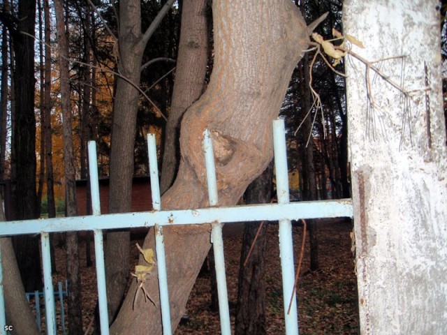 Мертвая хватка деревьев