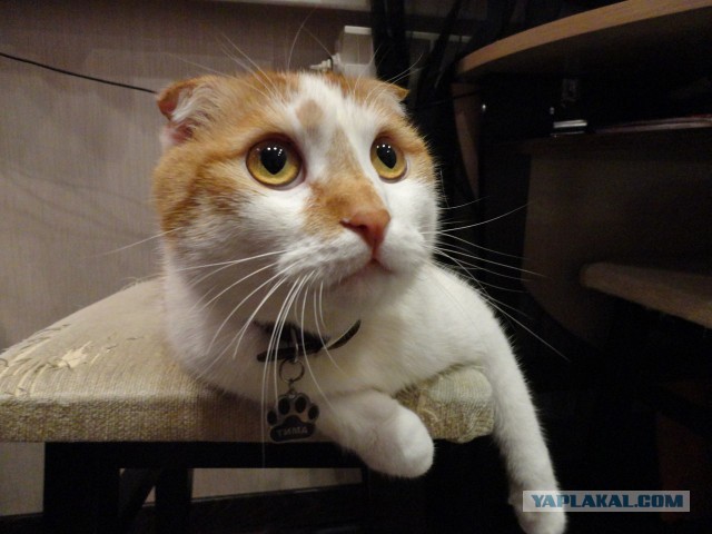 Котовторник 18.03.2014