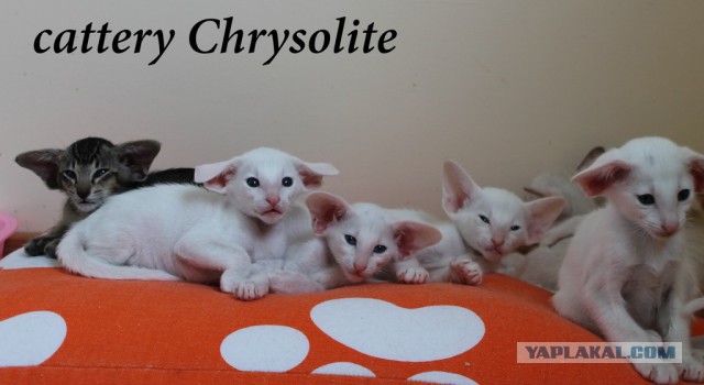 Котовторник 6.05.2014