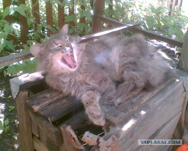 А у тебя есть фото твоей зевающей котейки ?