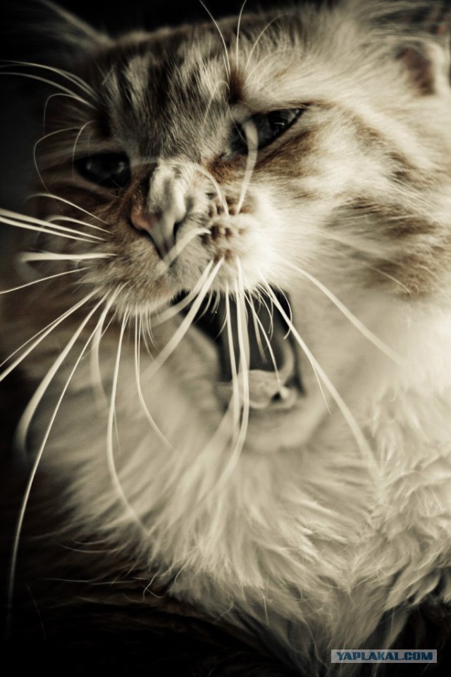 А у тебя есть фото твоей зевающей котейки ?