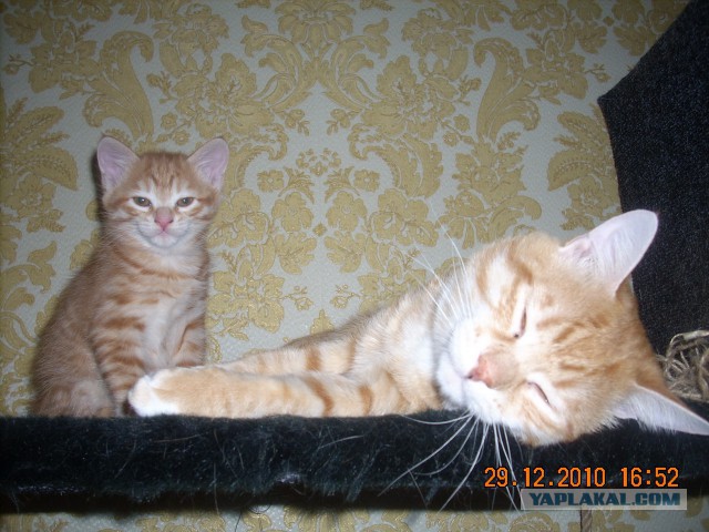 Котовторник 12.08.2014