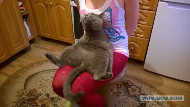 Котовторник 23.09.2014.