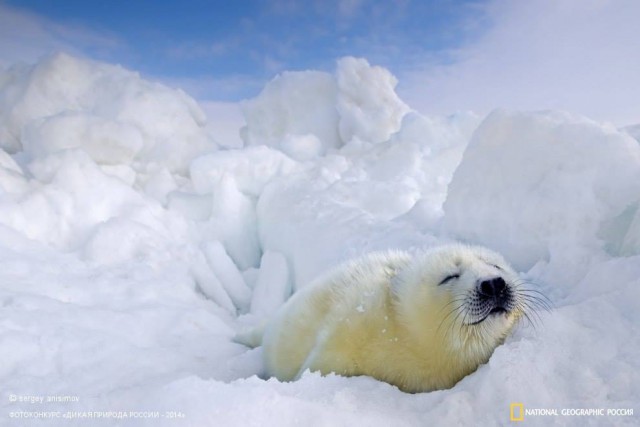 National Geographic,избранное...