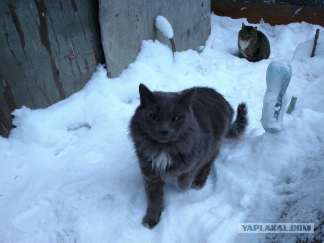 Котовторник 06.01.2015