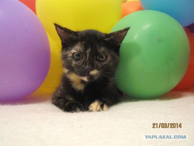 Котовторник