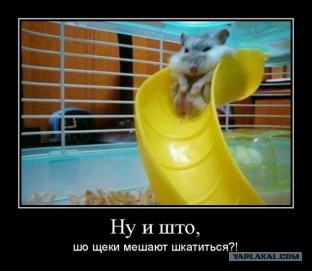 Забавные картинки.