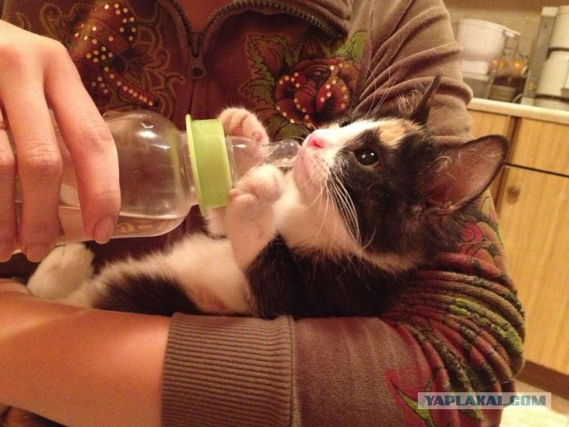 Котовторник