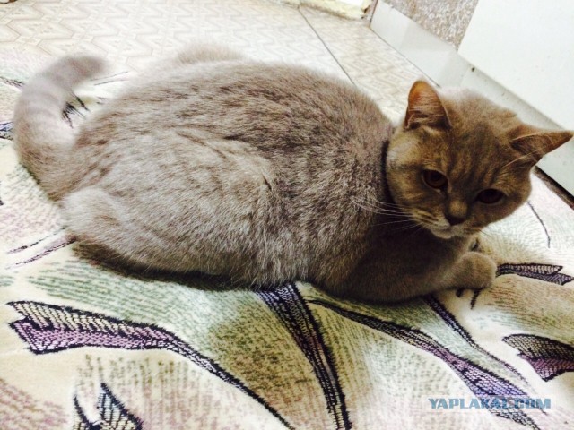 Котовторник 24.03.2015
