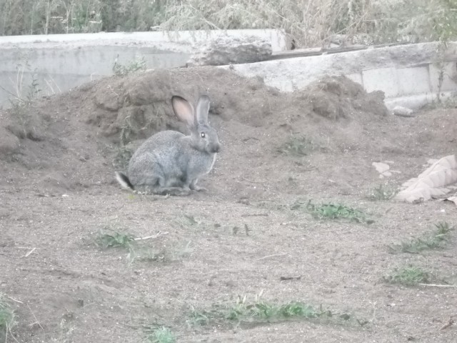 Заяц приблудился!