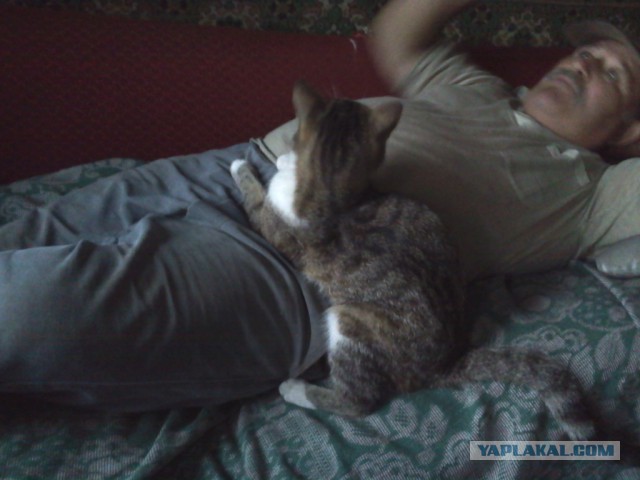 Котовторник 16.06.2015., Котовторник наступил!