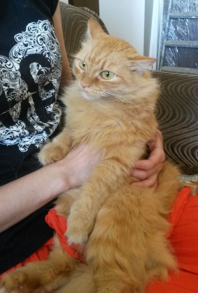 Котовторник 30,06, 2015