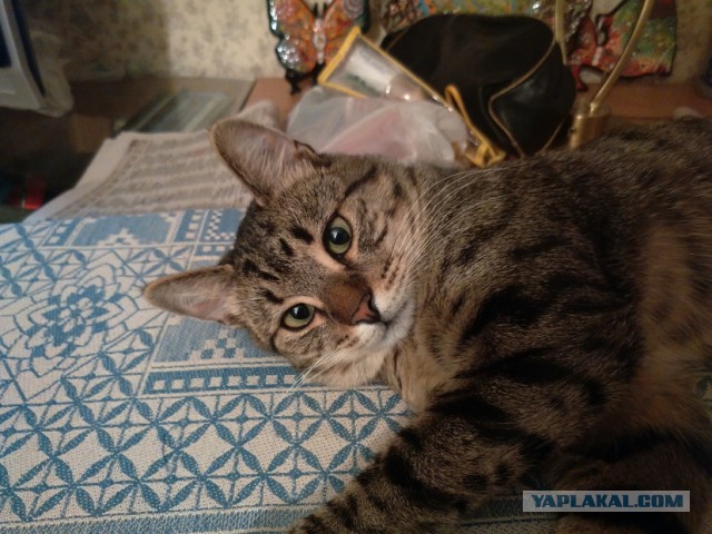 Котовторник 7.07.2015