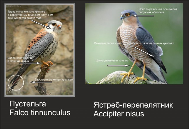 Идентификация пернатого