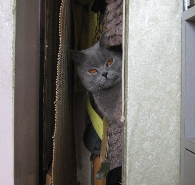 Кот ругается на хозяйку