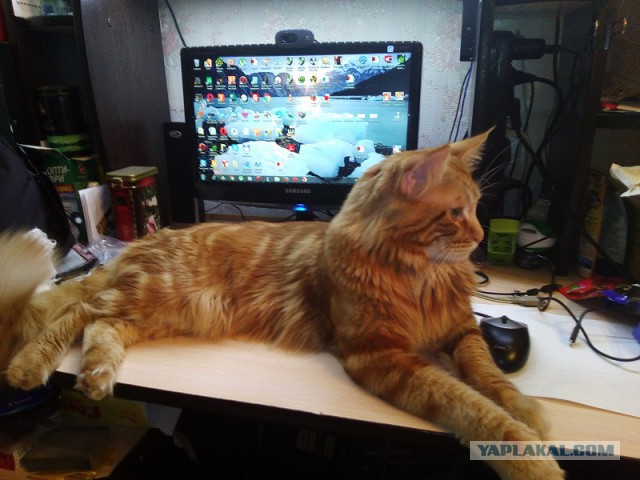 Котовторник 20.10.2015