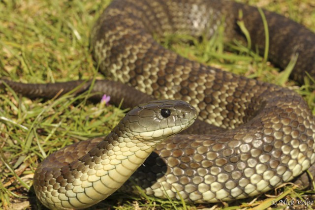 10 самых опасных змей в мире