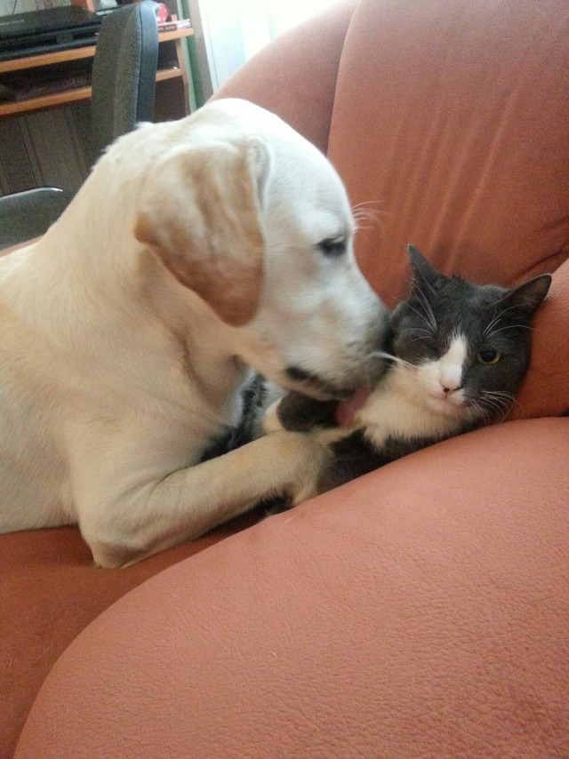 "Хозяйка, ну зачем мы завели этого монстра?"