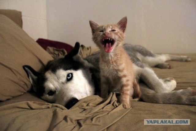 Котовторник - начало
