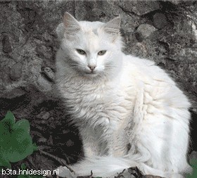 Вторничный котомёт