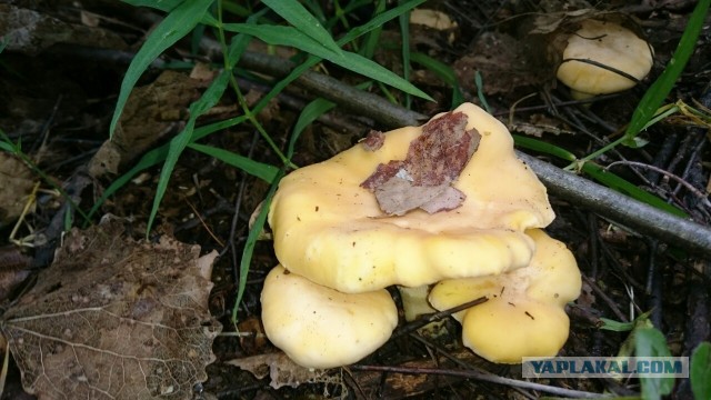 Сморчки, весенняя тихая охота!