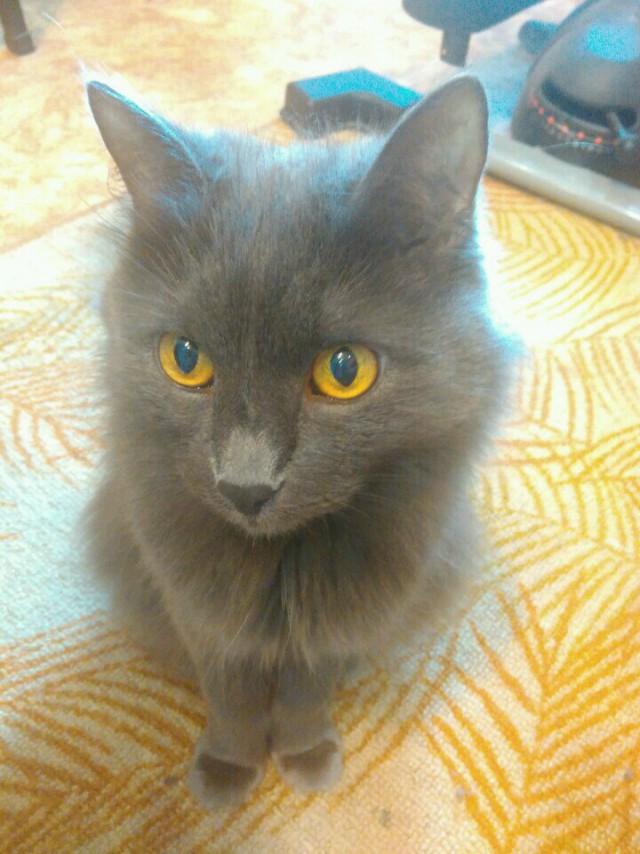 Котовторник 26.07 2016