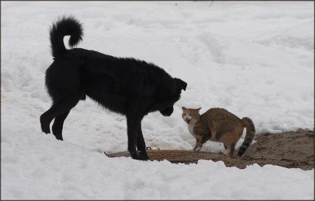 Котовторник на ЯПе (29.01)