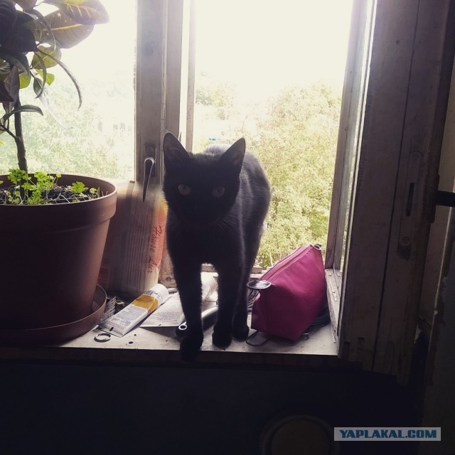 Котовторник 27.09.16
