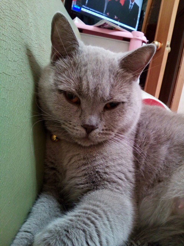 Котовторник 11.10.2016