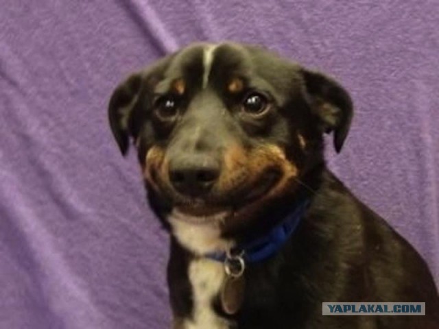 Кто?! Признавайтесь!