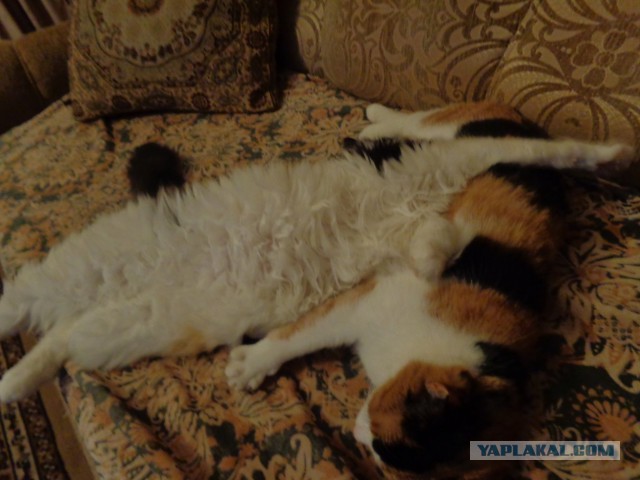 Котовторник 25.10. 2016