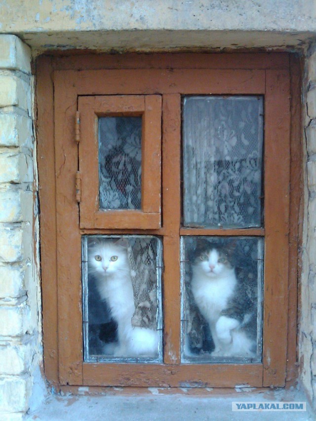 Коты из сети