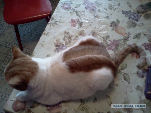 Котовторник 06.12.2016