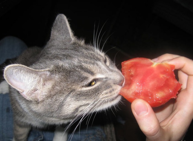Коты из сети