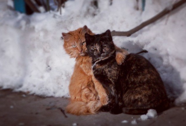 Коты из сети