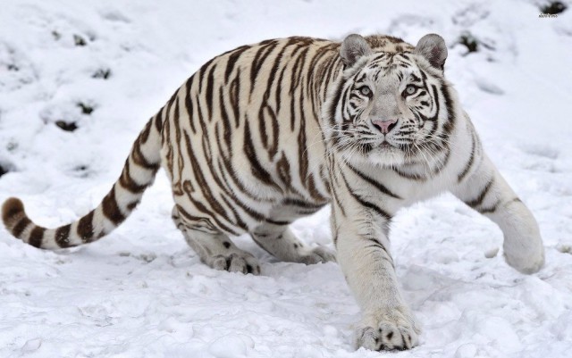 Самые смешные животные