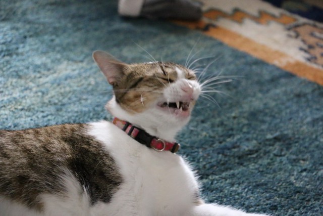 Коты и Кошки