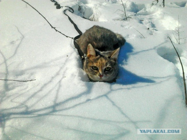 Найденыш. Котовторнику посвящается.