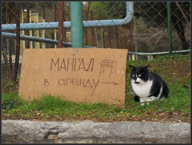 Коты и Кошки